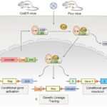 Frontiers | Cre-loxP-mediated genetic lineage tracing: Unraveling cell ...